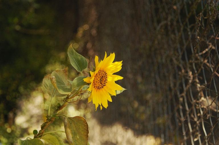 Sunflower witness