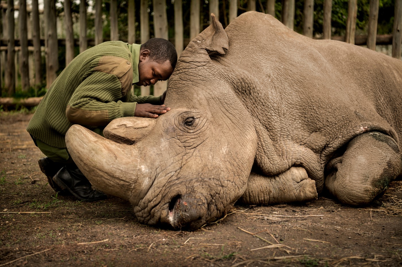 Ami Vitale - Joseph Wachira comforts Sudan, the last living northern white rhino alive, moments before his death at Ol Pejeta Conservancy in Kenya. 