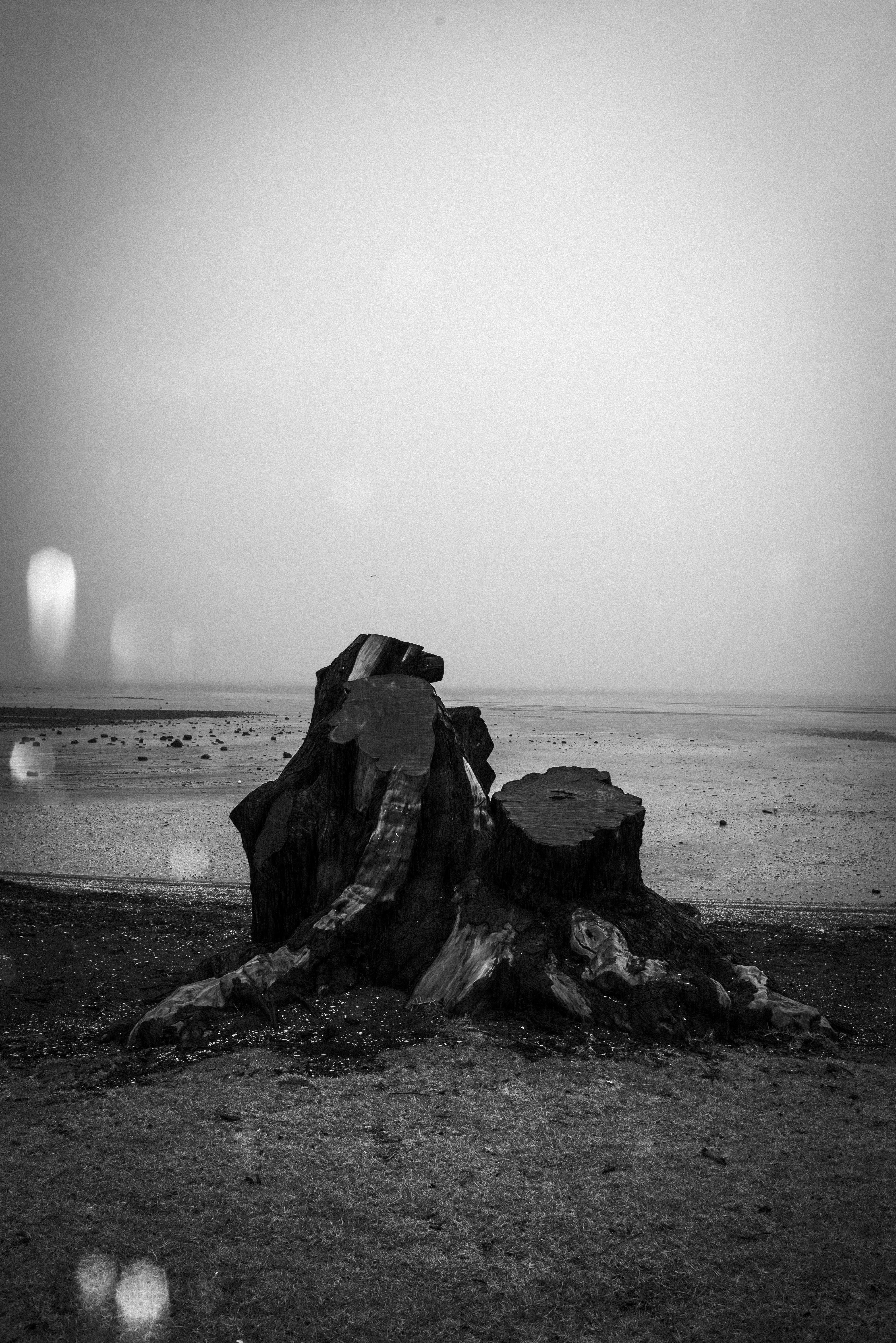Will Green "Old Bones and Bees"