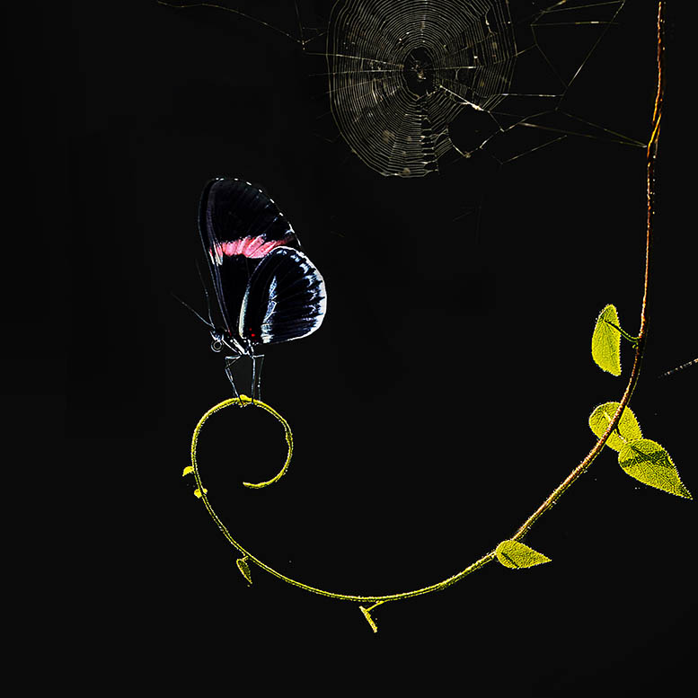 Butterfly on leaf stem
