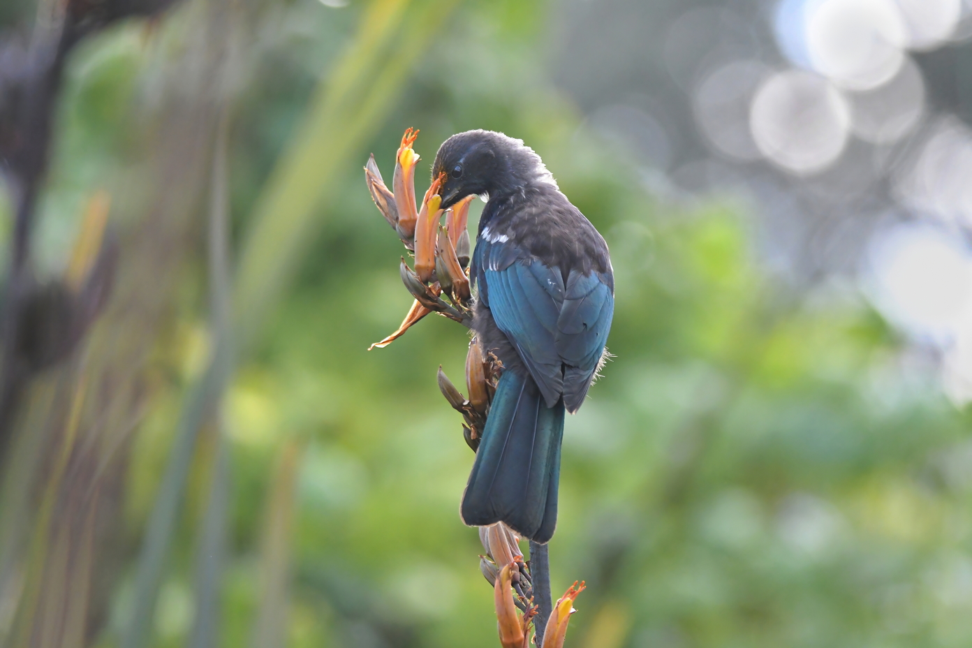 First Taste of Nectar