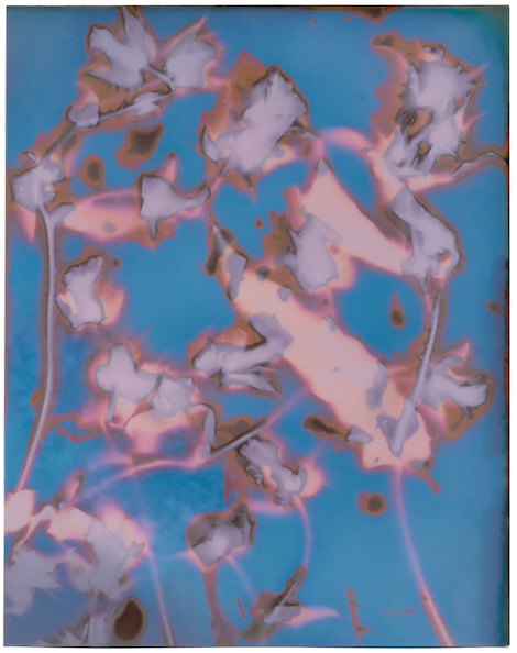 Shelley-SImpson-Risosphere-Chicory-copy
