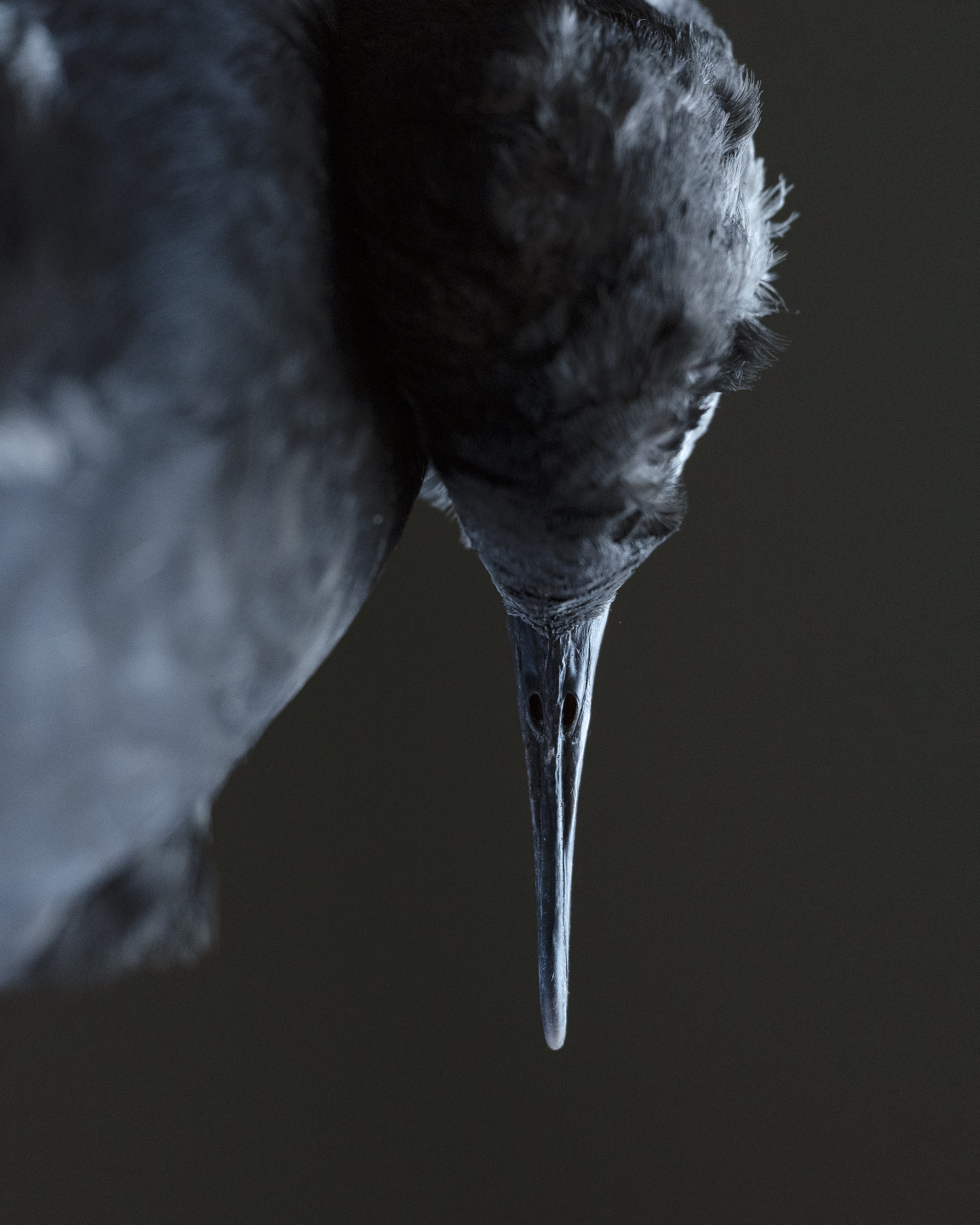 Auckland Festival of Photography