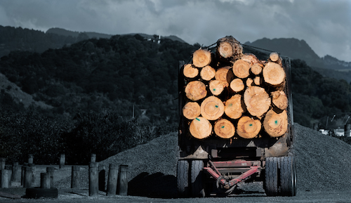 Anibal Galindo, Timber Logs