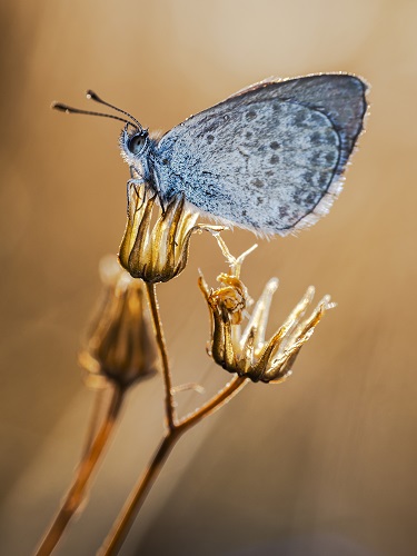 Damon Marshall; Blue Butterfly Golden Light