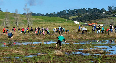 Colin Lunt; Tree Planting Long Bay