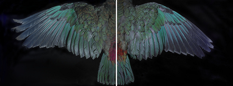 Fiona Pardington; Davis Kea Wings 2015