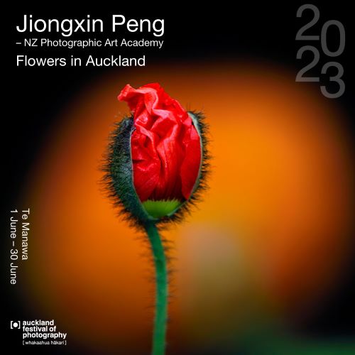 Jiongxin Peng; Flowers in Auckland