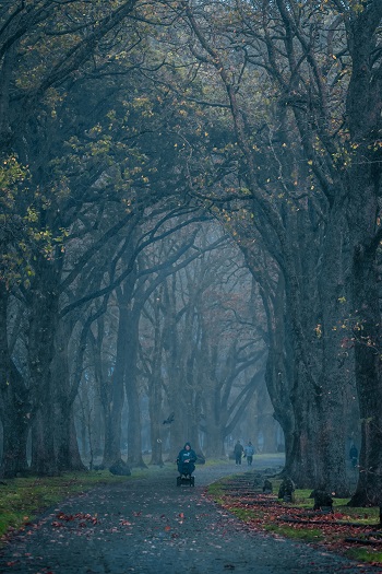 Gao Tao; Forgotten Forest