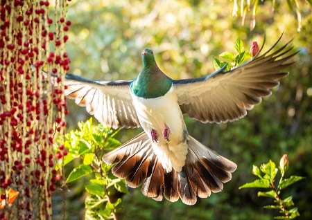 Mark Lapwood; Kereru Landing