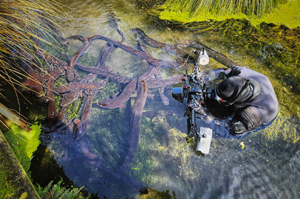 Richard Robinson Long Eels by Jason Burton