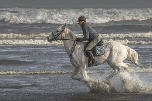 Alan Golder; Seahorse