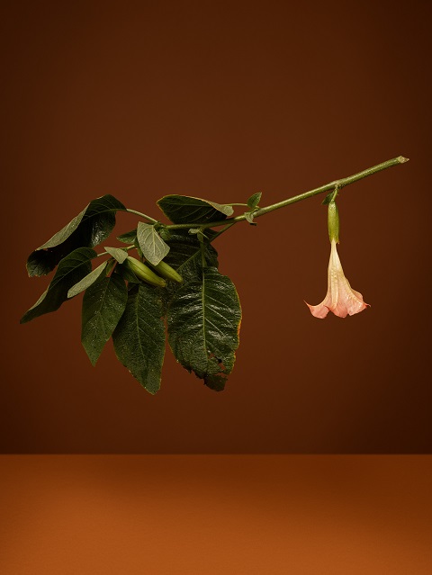 Ann Shleton; Brugmansia