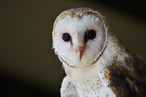 Shafeek Allie; Barn Owl