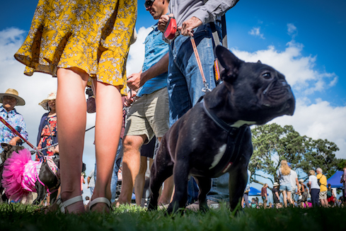 Jeff Harris Devonport Dog Day