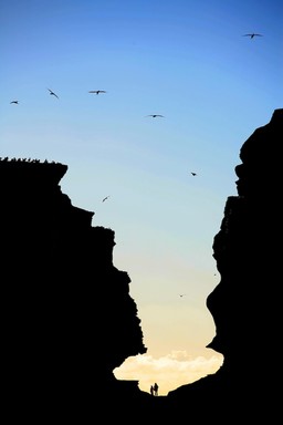 Mark Meredith; Dwarfed at Muriwai; Two tiny humans dwarfed by the magnificence of Muriwai, and its gannet colony