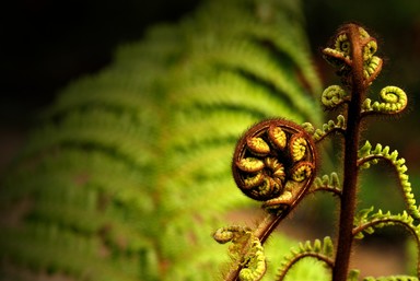 Edwin Ng; Koru; In the heart of the city new life begins. Location: Auckland Botanic Gardens