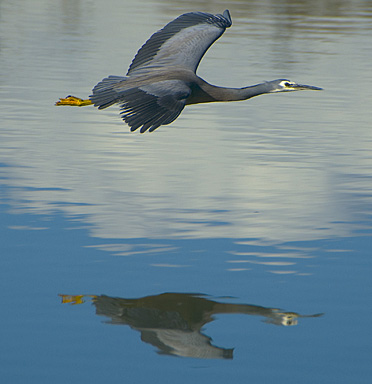 John Ling; Whiteface heron in Auckland