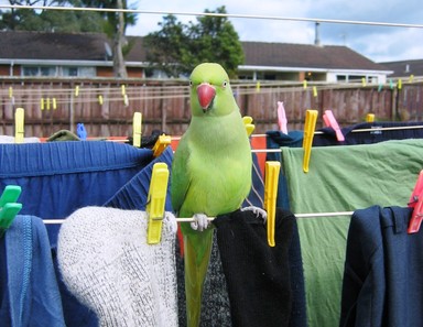 Alana Harper; Just 'Hangin Out' the Washing!