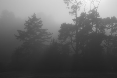  A foggy morning