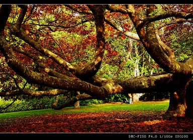 Ellen; drown in autumn; a quiet corner in UOA covered by red leaves and warm afternoon sunshine