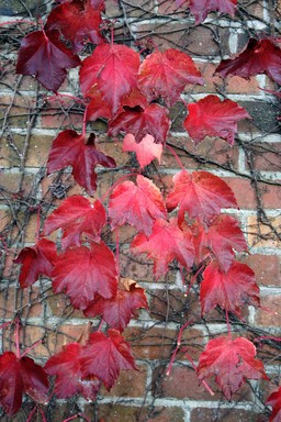 Sandrina Huish; Autumn; Early May on the wall near work in Parnell