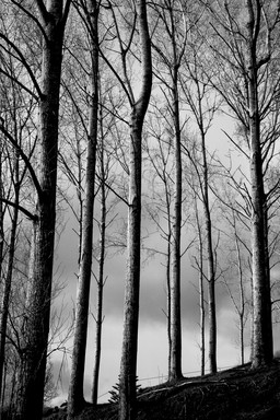 Phil Platt; Bared by winter; Woodhill forest