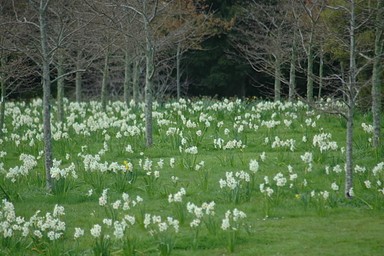 Doug Humby; A white spring day; Auckland Botanical Gardens.