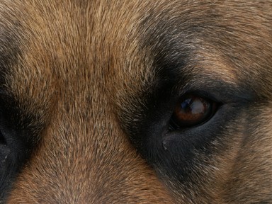 Zelda Wynn; EYE ON YOU; Our guard dog keeping watch at home.