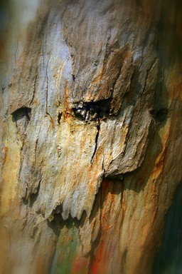  Photo seen in the Bark on a tree at Auckland Domain