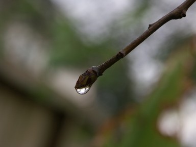  A raindrop at the end of a peach tree shoot in my garden.