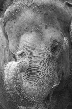 Marie Alexandre Mairesse; Elephant on Auckland Zoo Safari