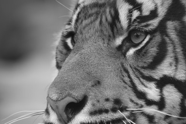 Marie Alexandre Mairesse; Tiger Tiger Auckland Zoo Safari