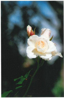 Samantha Smith; White Rose; Blooming lovely at Parnell Rose Gardens