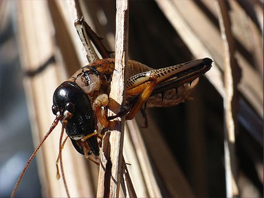 Michael Bajko; Black Head Weta; On an old palm frond at the back of Selak's shop on West Coast Road