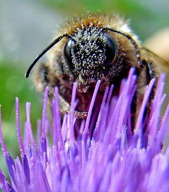 Michael bajko; Who you lookin' at?!; Mr Bumble on a thistle flower, Parker Road, Oratia.