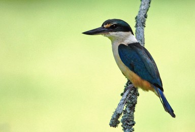  Kotare, NZ Kingfisher