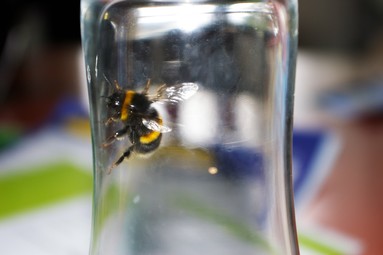  Bumble bee stuck in glass.
