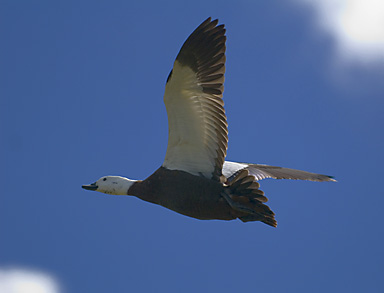  Paradize Duck fly over the new reserve by the Highbrook drive easy Tamaki