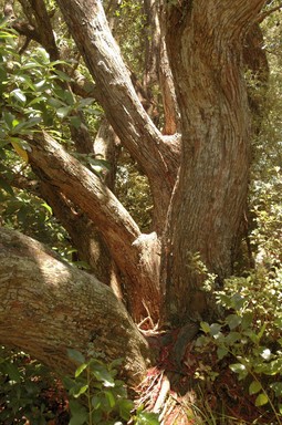  Old Pohutukawa tree near Musick Point