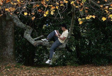  I saw this young man drawing comfortably sitting on tree branch in Albert Park.