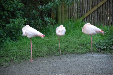  taken by me in Auckland zoo