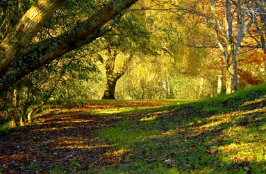 Phil Platt; Autumn Trail; Little Muddy Creek, Laingholm
