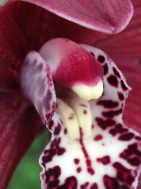 Nicola van den Berg; An early Orchid; Flourishing in June despite the weather.