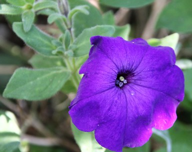 Rebecca Ryan; Purple flower; Homegrown