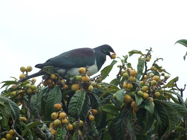 Lisa Fowler; Getting Full; Kereru Wood Pigeon outside my kitchen window.