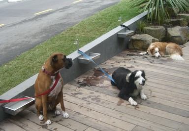  People are passionate about their posh pooches. Dogs have lunch meeting together!