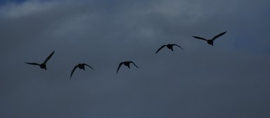 Dianne Gilroy; Homeward; Mallard ducks flying in the evening