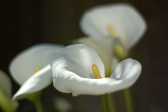 Roy Fernley;Lilies in Bloom