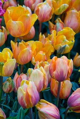 Adam Baines;Colourful Tulips;The Wintergardens Auckland just before they were pulled up